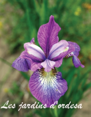Iris sibirica iléne charm